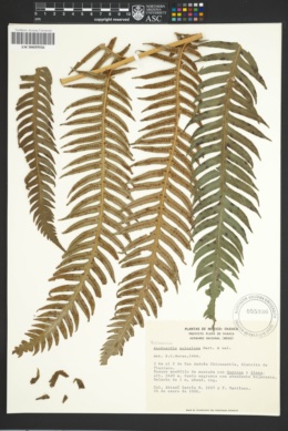 Image of Woodwardia spinulosa
