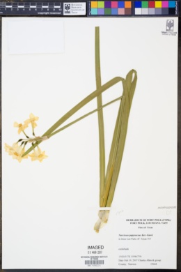 Image of Narcissus papyraceus