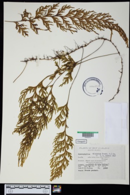 Image of Hymenophyllum dilatatum