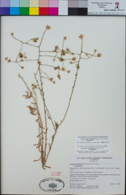 Corethrogyne filaginifolia var. filaginifolia image