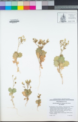 Aliciella latifolia subsp. latifolia image
