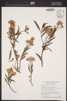 Image of Baccharis salicifolia