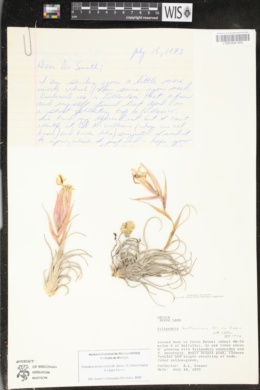 Image of Tillandsia arroyoensis