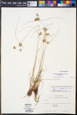 Cyperus retroflexus var. retroflexus image