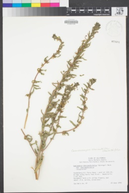 Camissoniopsis cheiranthifolia subsp. cheiranthifolia image