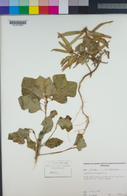 Image of Euphorbia heterophylla