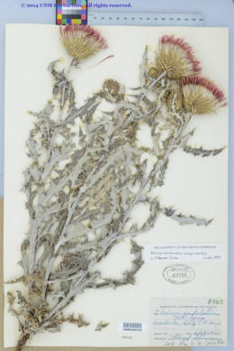 Cirsium ochrocentrum var. martinii image