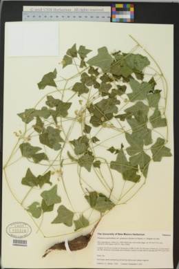 Phaseolus pedicellatus var. grayanus image