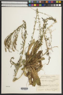 Image of Anarrhinum bellidifolium