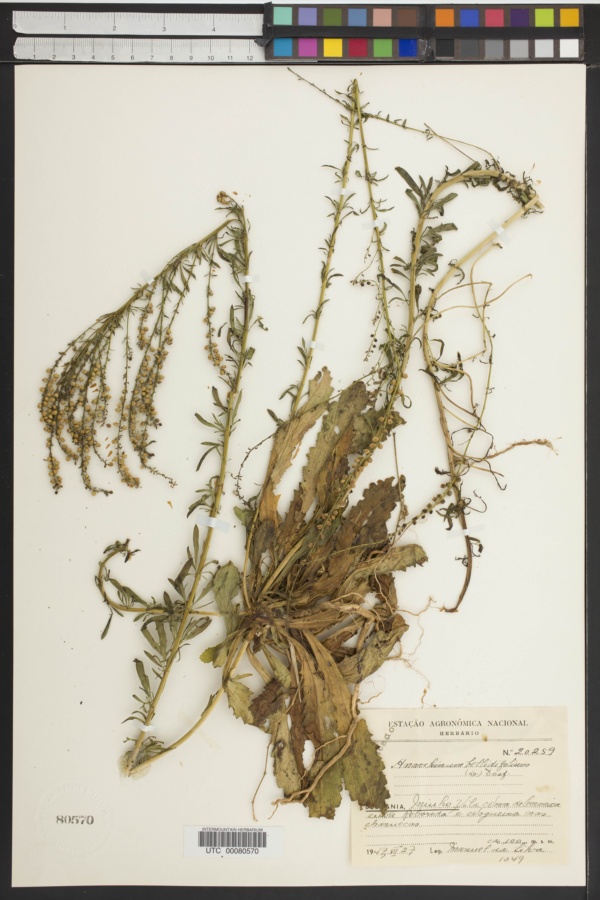 Anarrhinum bellidifolium image