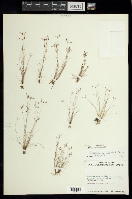 Bulbostylis tenuifolia image