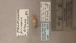 Petrophila fulicalis image