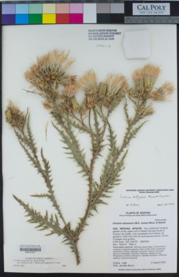 Image of Cirsium chellyense