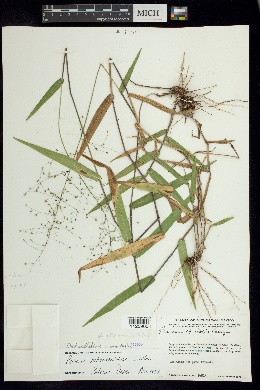 Panicum albomaculatum image