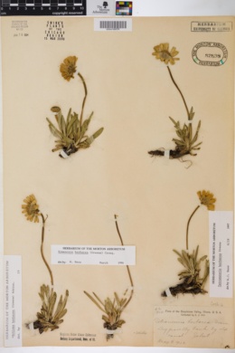 Image of Tetraneuris herbacea