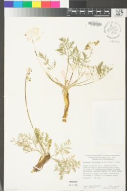 Lomatium caruifolium image