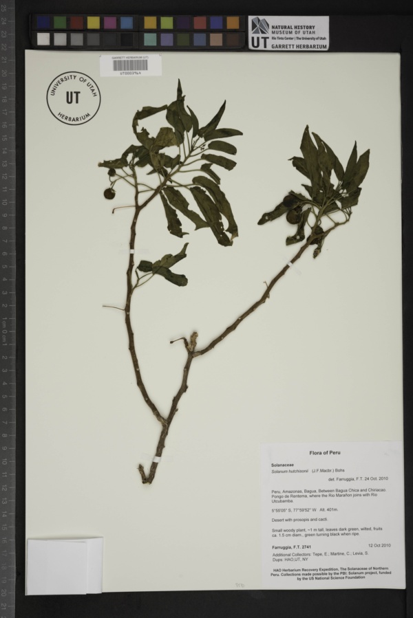 Solanum hutchisonii image