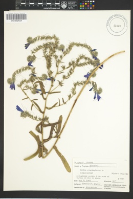 Image of Echium plantagineum