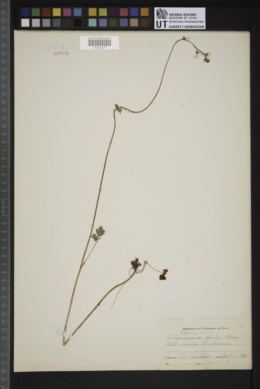 Lithophragma parvifolia image