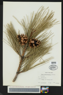 Image of Pinus tabulaeformis