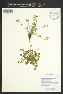 Potentilla albiflora image