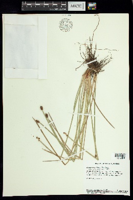 Eleocharis densa image