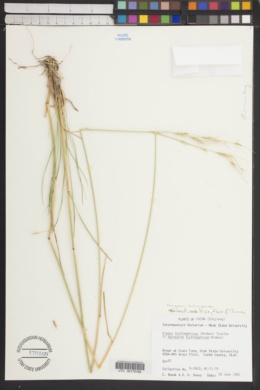 Image of Elymus tschimganicus