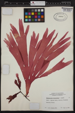 Callophyllis obtusifolia image