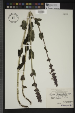 Image of Nepeta betonicifolia