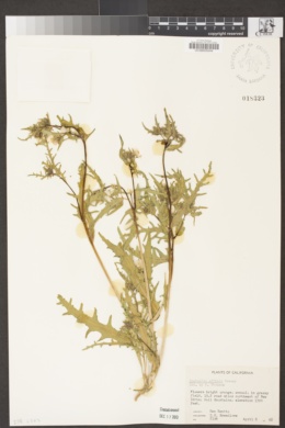 Mentzelia affinis image