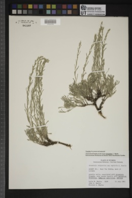 Artemisia tripartita subsp. rupicola image