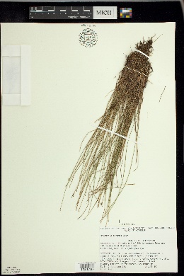 Trichophorum clintonii image