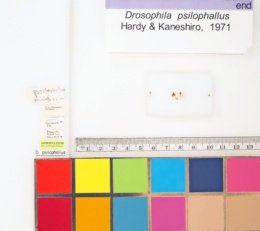 Drosophila psilophallus image
