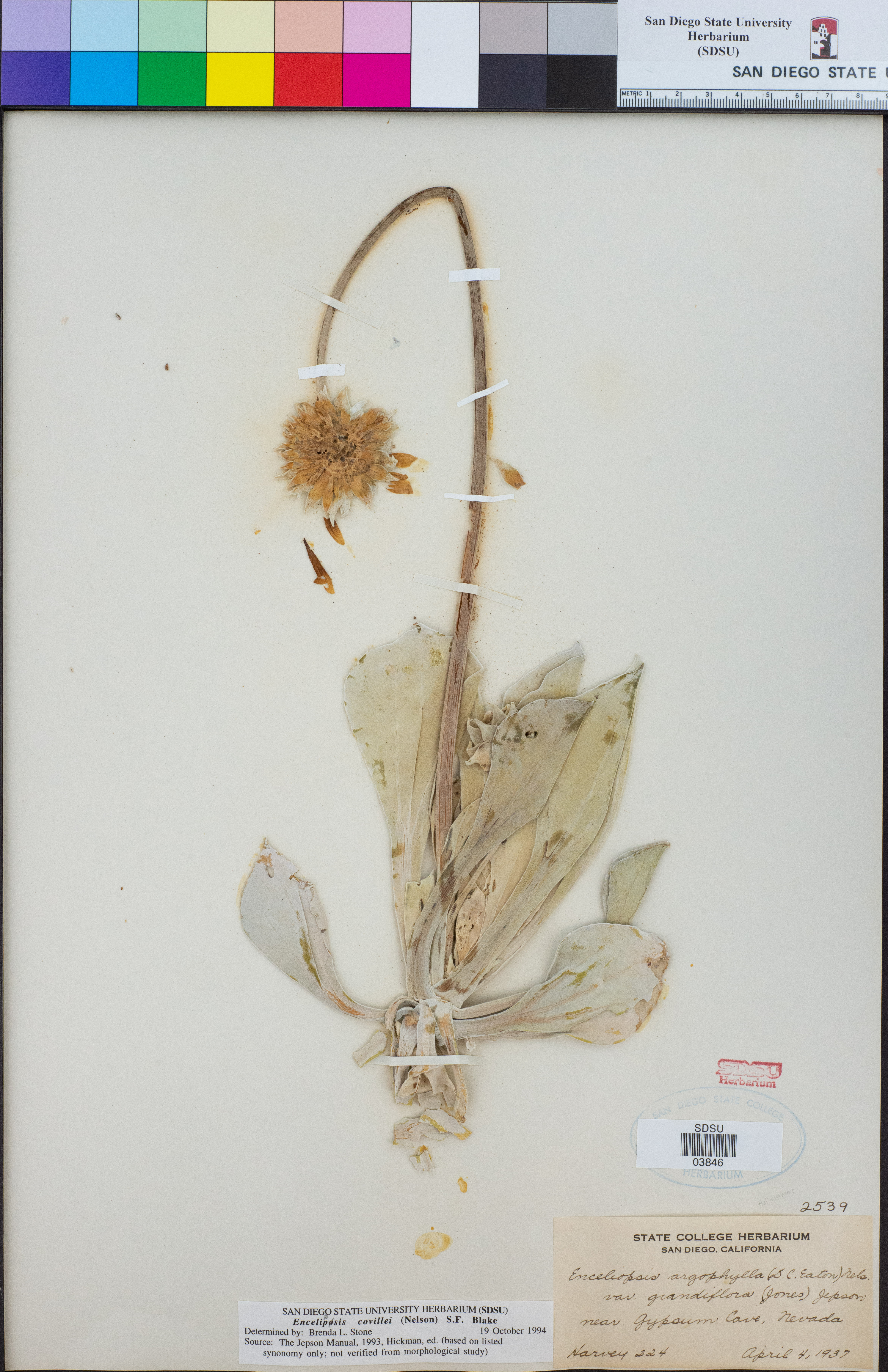 Enceliopsis covillei image