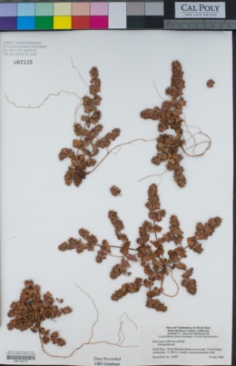 Mucronea californica image