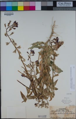 Caulanthus lemmonii image