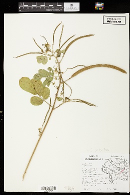 Image of Senna obtusifolia