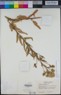 Baccharis salicifolia image