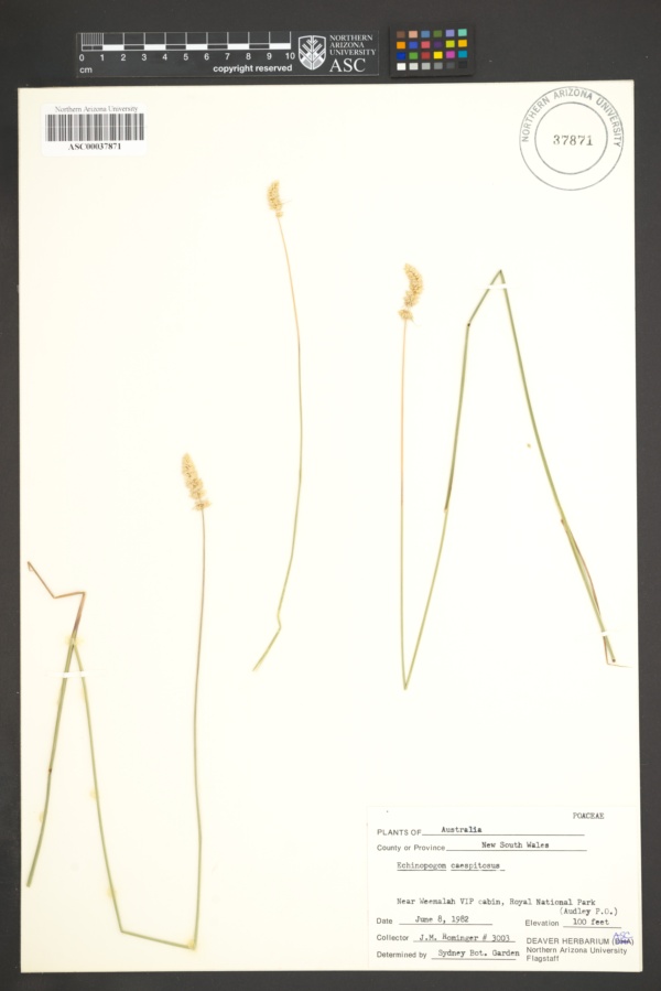 Echinopogon caespitosus image