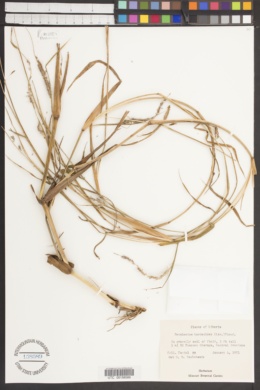 Image of Pennisetum hordeoides