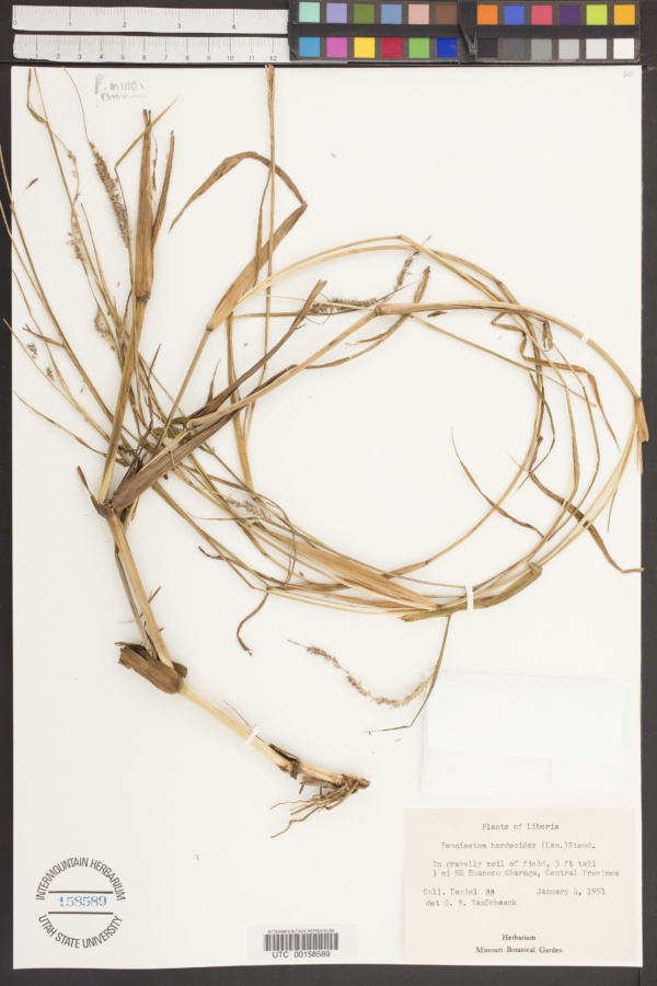 Pennisetum hordeoides image