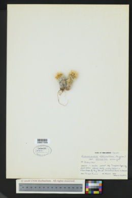 Echinocereus chloranthus var. neocapillus image