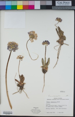 Image of Primula denticulata