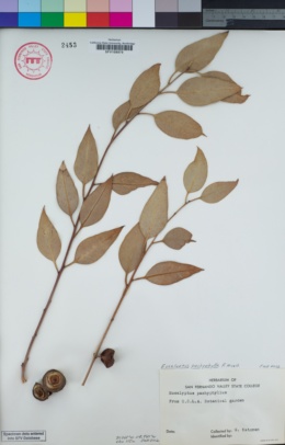 Image of Eucalyptus pachyphylla