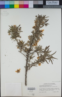 Crossosoma californicum image