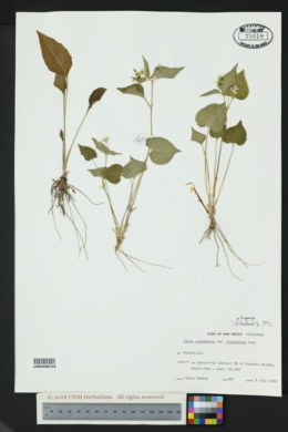 Viola canadensis var. scopulorum image