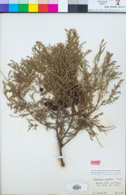 Chamaecyparis funebris image