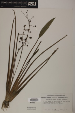 Sagittaria graminea var. platyphylla image