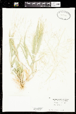 Panicum capillare subsp. hillmanii image