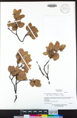 Arctostaphylos manzanita image